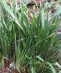 Flax Lily (Dianella revoluta 'Baby Bliss') - Bird of ParadiseUSA - Small 8-10"