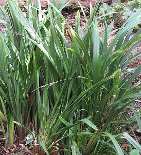 Flax Lily (Dianella revoluta 'Baby Bliss') - Bird of ParadiseUSA - Small 8-10"