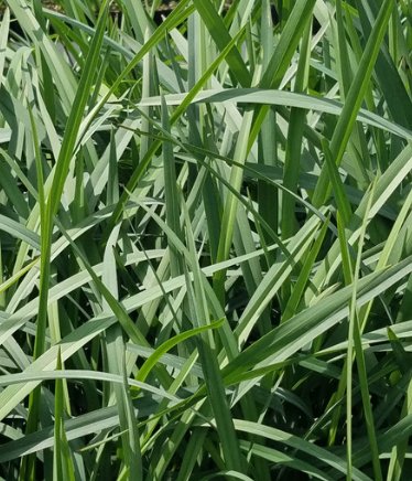 Flax Lily (Dianella revoluta 'Baby Bliss') - Bird of ParadiseUSA - Small 8-10"