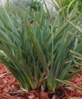 Flax Lily (Dianella revoluta 'Baby Bliss') - Bird of ParadiseUSA - Small 8-10"