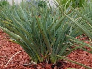 Flax Lily (Dianella revoluta 'Baby Bliss') - Bird of ParadiseUSA - Small 8-10"