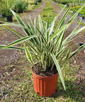 Flax Lily Variegated (Dianella tasmanica 'Variegata') - Bird of ParadiseUSA - 3 Gallon