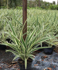 Flax Lily Variegated (Dianella tasmanica 'Variegata') - Bird of ParadiseUSA - 3 Gallon