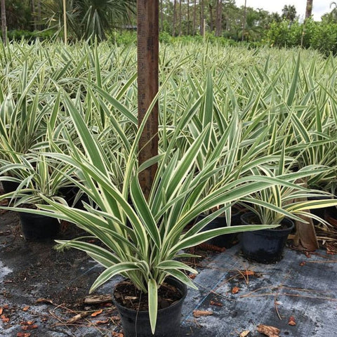 Flax Lily Variegated (Dianella tasmanica 'Variegata') - Bird of ParadiseUSA - 3 Gallon