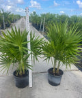 Florida Thatch Palm (Thrinax radiata) - Bird of Paradise USA - 3 Gallon