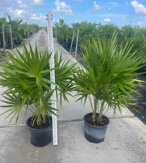 Florida Thatch Palm (Thrinax radiata) - Bird of Paradise USA - 3 Gallon