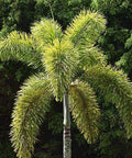 Foxtail Palm Single (Wodyetia bifurcata) - Bird of ParadiseUSA - 3-4 feet