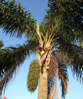 Foxtail Palm Single (Wodyetia bifurcata) - Bird of ParadiseUSA - 3-4 feet