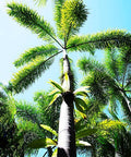 Foxtail Palm Single (Wodyetia bifurcata) - Bird of ParadiseUSA - 3-4 feet