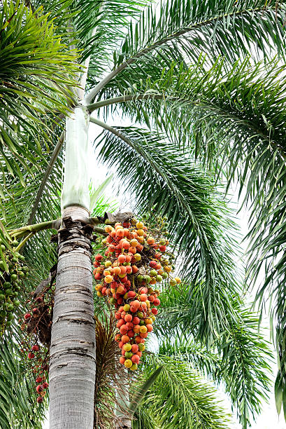 Foxtail Palm Single (Wodyetia bifurcata) - Bird of ParadiseUSA - 3-4 feet