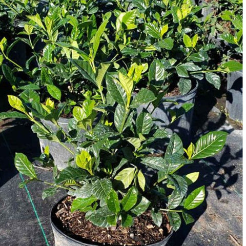 Gardenia Aimee (Gardenia Jasminoides 'Aimee Yashioka') - Bird of ParadiseUSA - 3 Gallon