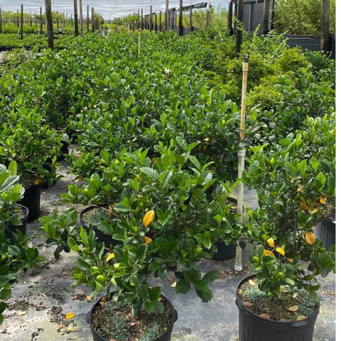 Gardenia Aimee (Gardenia Jasminoides 'Aimee Yashioka') - Bird of ParadiseUSA - 3 Gallon