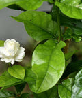 Gardenia Aimee (Gardenia Jasminoides 'Aimee Yashioka') - Bird of ParadiseUSA - 3 Gallon