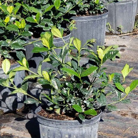 Gardenia Aimee (Gardenia Jasminoides 'Aimee Yashioka') - Bird of ParadiseUSA - 3 Gallon