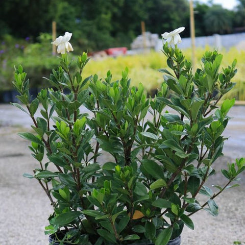 Gardenia Dwarf (Gardenia Jasminoides 'Radicans') - Bird of ParadiseUSA - 3 Gallon