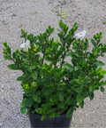 Gardenia Dwarf (Gardenia Jasminoides 'Radicans') - Bird of ParadiseUSA - 3 Gallon