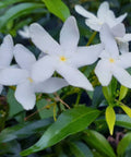 Gardenia Dwarf (Gardenia Jasminoides 'Radicans') - Bird of ParadiseUSA - 3 Gallon