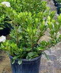 Gardenia Dwarf (Gardenia Jasminoides 'Radicans') - Bird of ParadiseUSA - 3 Gallon