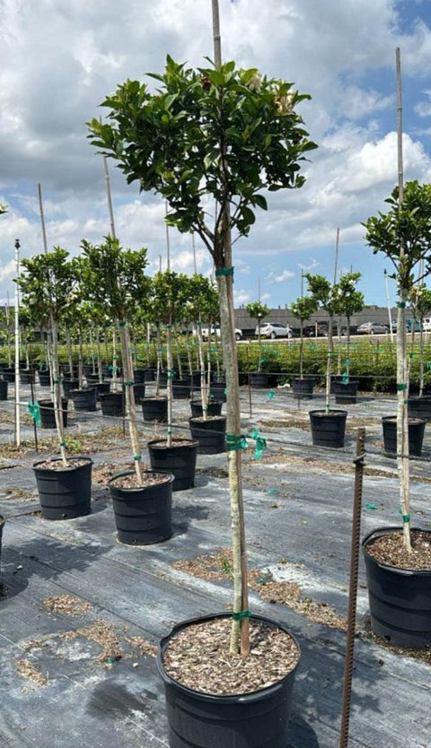 Gardenia Grafted Miami Supreme Tree (Gardenia spp.) - Bird of Paradise USA - Large 22-28"