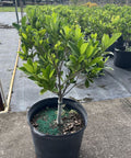 Gardenia Grafted Miami Supreme Tree (Gardenia spp.) - Bird of Paradise USA - Large 22-28"