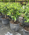Gardenia Grafted Miami Supreme Tree (Gardenia spp.) - Bird of Paradise USA - Large 22-28"