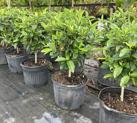 Gardenia Grafted Miami Supreme Tree (Gardenia spp.) - Bird of Paradise USA - Large 22-28"