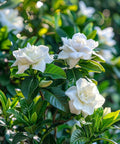 Gardenia Grafted Miami Supreme Tree (Gardenia spp.) - Bird of ParadiseUSA - Extra Large 26-32"