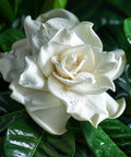 Gardenia Grafted Miami Supreme Tree (Gardenia spp.) - Bird of ParadiseUSA - Grower's Pick 26-32"