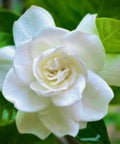 Gardenia Grafted Miami Supreme Tree (Gardenia spp.) - Bird of ParadiseUSA - Large 26-28"