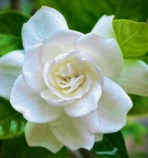 Gardenia Grafted Miami Supreme Tree (Gardenia spp.) - Bird of ParadiseUSA - Large 26-28"