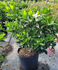 Gardenia Grafted Miami Supreme Tree (Gardenia spp.) - Bird of ParadiseUSA - Large 26-28"