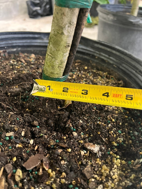 Gardenia Grafted Miami Supreme Tree (Gardenia spp.) - Bird of ParadiseUSA - Large 26-28"