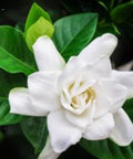 Gardenia Grafted Miami Supreme Tree (Gardenia spp.) - Bird of ParadiseUSA - Large 26-28"