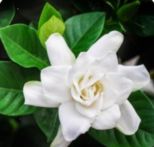 Gardenia Grafted Miami Supreme Tree (Gardenia spp.) - Bird of ParadiseUSA - Large 26-28"