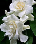 Gardenia Grafted Miami Supreme Tree (Gardenia spp.) - Bird of ParadiseUSA - Large 26-28"
