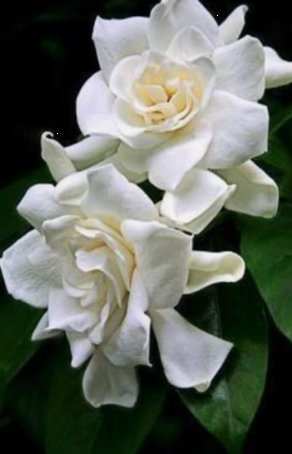 Gardenia Grafted Miami Supreme Tree (Gardenia spp.) - Bird of ParadiseUSA - Large 26-28"