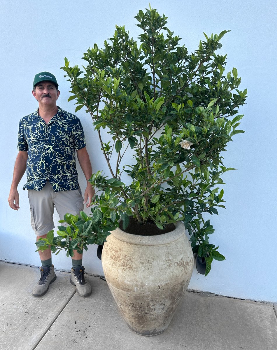 Gardenia Miami Supreme Bush for Sale | Bird of ParadiseUSA.com