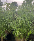 Giant Egyptian Papyrus (Cyperus papyrus) - Bird of ParadiseUSA - 3 Gallon