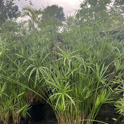 Giant Egyptian Papyrus (Cyperus papyrus) - Bird of ParadiseUSA - 3 Gallon