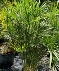 Giant Egyptian Papyrus (Cyperus papyrus) - Bird of ParadiseUSA - 3 Gallon