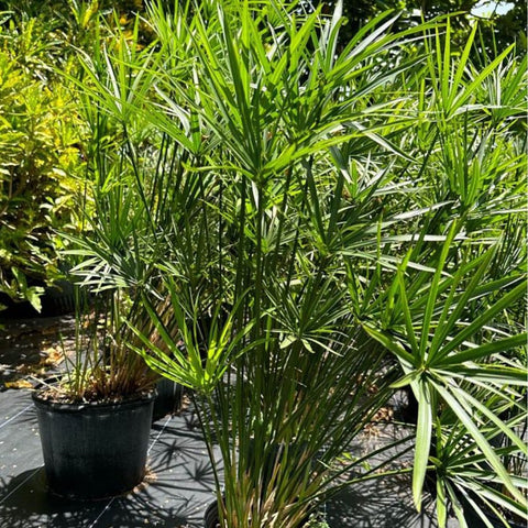 Giant Egyptian Papyrus (Cyperus papyrus) - Bird of ParadiseUSA - 3 Gallon