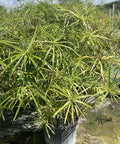 Giant Egyptian Papyrus (Cyperus papyrus) - Bird of ParadiseUSA - 3 Gallon