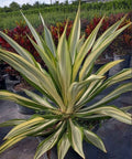 Giant False Agave, Variegated (Furcraea foetida) from Bird of Paradise USA 10