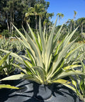 Giant False Agave, Variegated (Furcraea foetida) from Bird of Paradise USA 09
