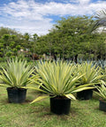 Giant False Agave, Variegated (Furcraea foetida) from Bird of Paradise USA 08
