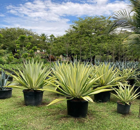 Giant False Agave, Variegated (Furcraea foetida) from Bird of Paradise USA 08