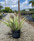 Giant False Agave, Variegated (Furcraea foetida) from Bird of Paradise USA 07