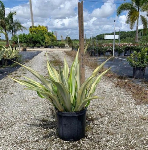 Giant False Agave, Variegated (Furcraea foetida) from Bird of Paradise USA 07