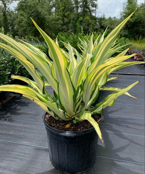 Giant False Agave, Variegated (Furcraea foetida) from Bird of Paradise USA 02