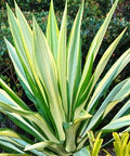 Giant False Agave, Variegated (Furcraea foetida) from Bird of Paradise USA 01